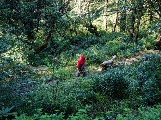Najpiękniejsze trasy na leśne wędrówki w Polsce – przewodnik po szlakach dla każdego