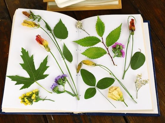 Przewodnik po roślinach leczniczych w polskich lasach – naturalne bogactwo natury