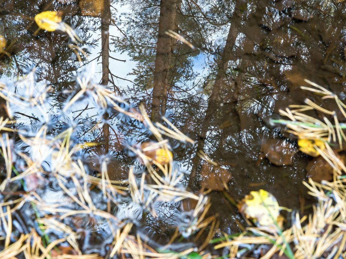 Sezonowe zmiany w lesie a turystyka ekologiczna: jak natura kształtuje doświadczenia i wyzwania